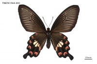 藏品(紅珠鳳蝶)的圖片